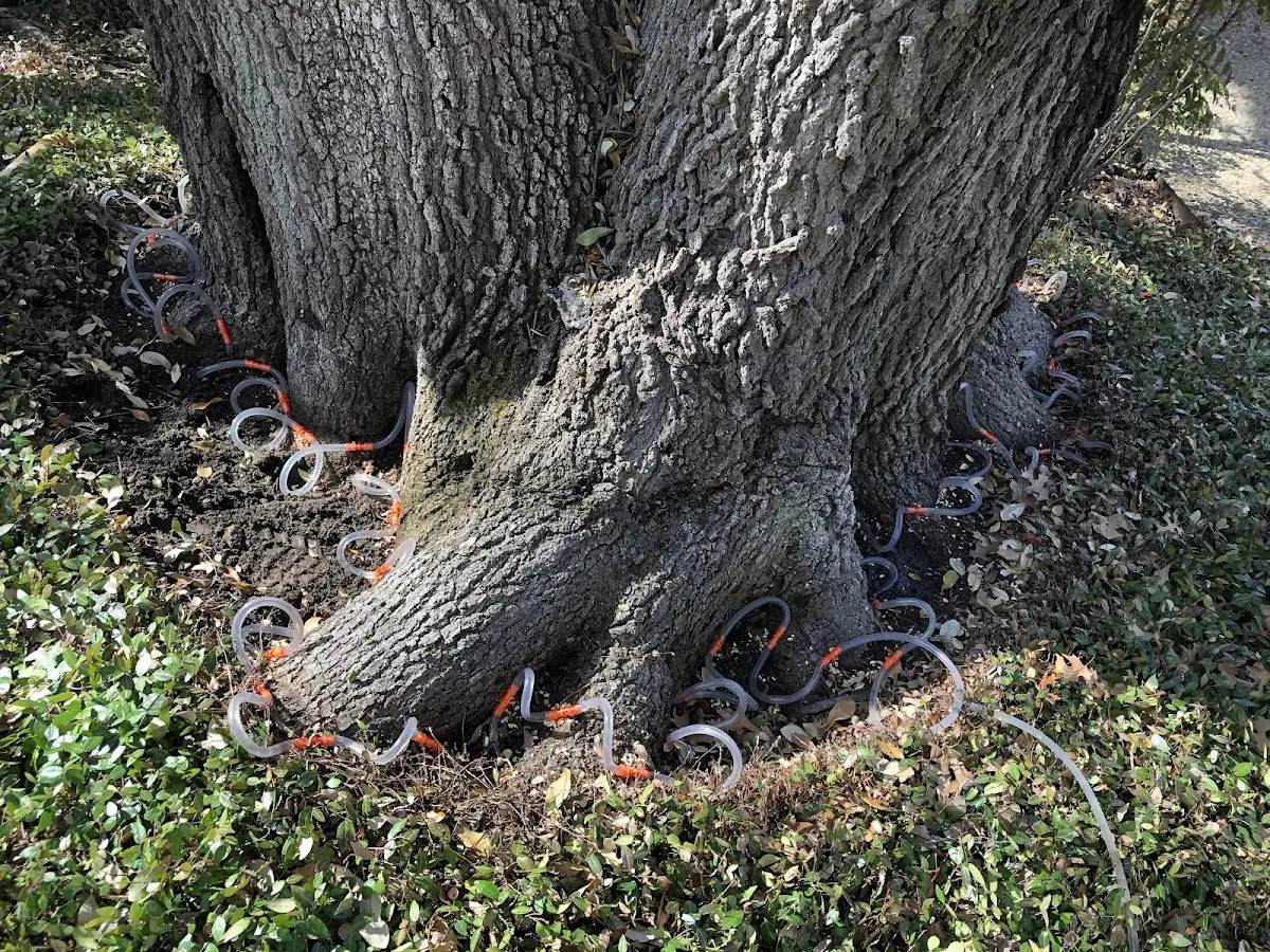 Detailed Tree Cabling and Bracing job site in Marydel